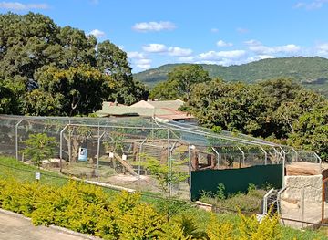 south-africa/nelspruit/attraction/pumbaa-wildlife-park-accommodation