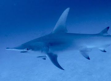 maldives/kaafu-atoll/attraction/madi-miyaru-kanmathi