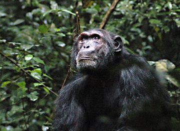 uganda/rwenzori-mountains-national-park/attraction/chimpanzee