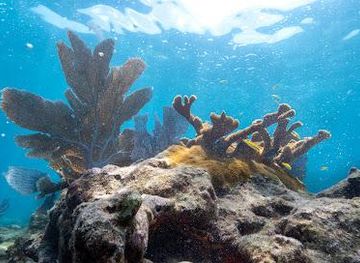 florida/homestead/attraction/carysfort-reef