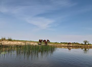 romania/dobruja/attraction/padurea-letea