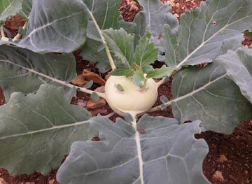 lebanon/marjayoun/attraction/roy-s-sanctuary