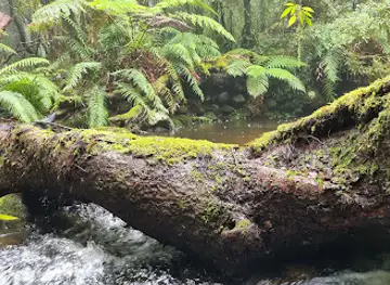 Cascades walking track
