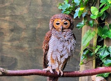 denmark/lolland/attraction/scandinavian-owl-center