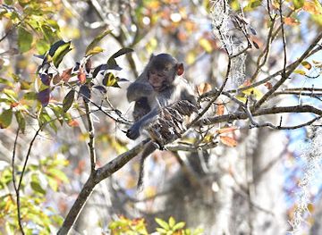 florida/ocala/attraction/monkey-place