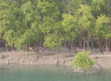 bangladesh/sundarbans-national-park/attraction/mandarbaria-sea-beach-satkhira-bangladesh