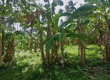 philippines/camiguin/attraction/ranchito