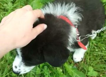 romania/buila-vanturarita-national-park/attraction/romanii-de-jos