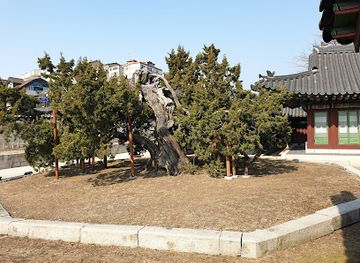 south-korea/seoul/attraction/changdeok-gung-chinese-juniper-tree