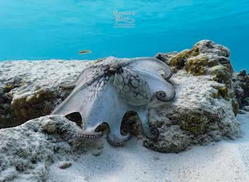 curacao/boca-hulu/attraction/coral-reef