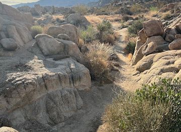 california/joshua-tree/attraction/joshua-tree-conservation-park