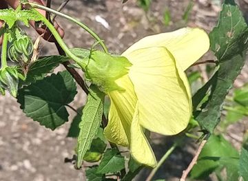 saudi-arabia/medina/attraction/camel-ride