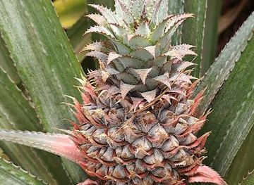 french-polynesia/tahiti/attraction/safari-mario-moorea