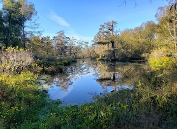 louisiana/atchafalaya-basin/attraction/lake-martin-loop-trail