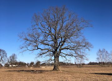 latvia/cesis/attraction/dizozols