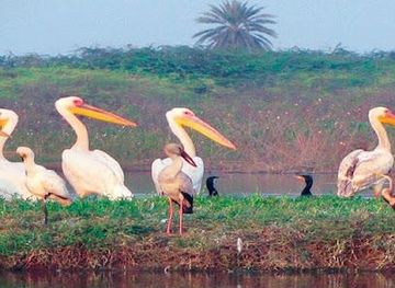 india/agra/attraction/soor-sarovar-bird-sanctuary