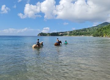 dominica/purple-turtle-beach/attraction/rainforest-riding