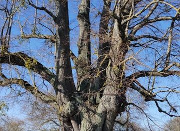 germany/hohenzollern-castle/attraction/alte-linde-in-der-nahe-des-lindenhofs