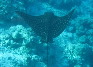 maldives/thulusdhoo-island/attraction/manta-snorkelling-point
