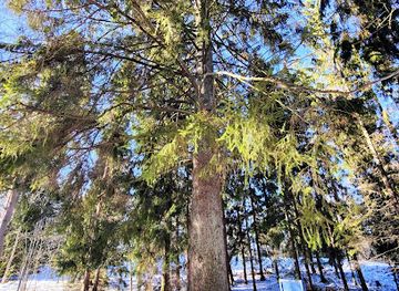 finland/helsinki-archipelago/attraction/largest-spruce-on-seurasaari