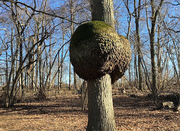 sweden/oland/attraction/vickleby-adellovskog