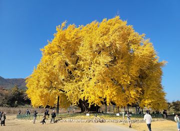 south-korea/gyeonggi-province/attraction/bangyeri-ginkgo-tree