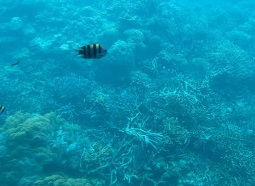 australia/great-barrier-reef/attraction/great-adventures-reef-pontoon