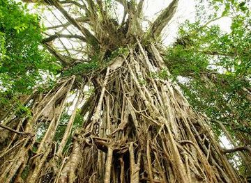 australia/cairns/attraction/cathedral-fig-tree