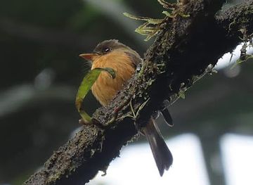 saint-lucia/morne-fortune/attraction/st-lucia-birding-and-wildlife-ambassadors