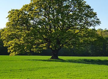 denmark/north-zealand/attraction/kongeegen-i-vedbak