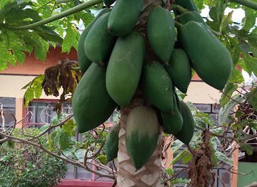 kenya/nakuru/attraction/wamai-s