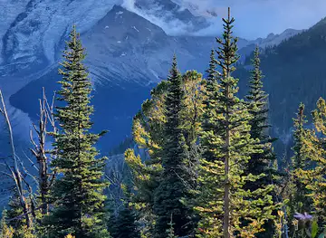 Mount Rainier National Park