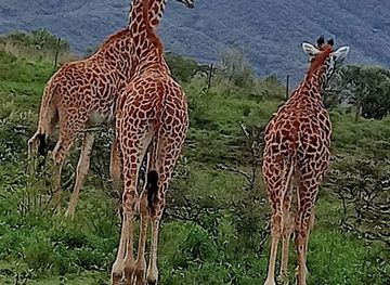 kenya/mount-longonot/attraction/kitaru