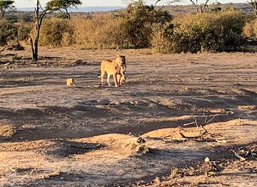 kenya/loita-plains/attraction/ol-kinyei-conservancy