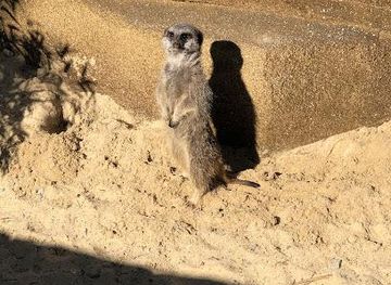 united-kingdom/norwich/attraction/pettitts-animal-adventure-park