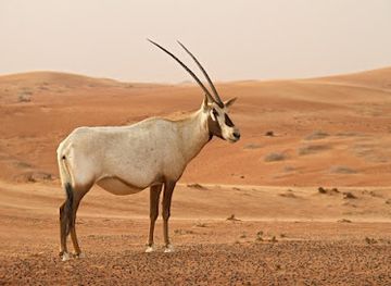 saudi-arabia/empty-quarter-desert/attraction/uruq-bani-ma-arid