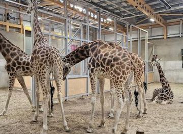 united-kingdom/stirling/attraction/edinburgh-zoo