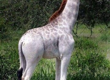 tanzania/moshi/attraction/african-mwanzo-adventures