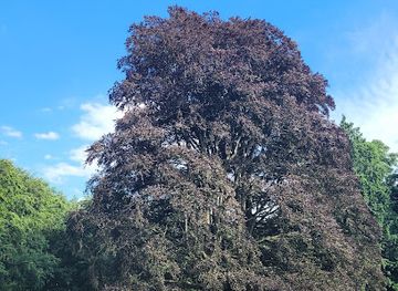 netherlands/arnhem/attraction/rode-beuken