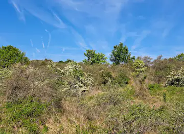 Krakeelduinen