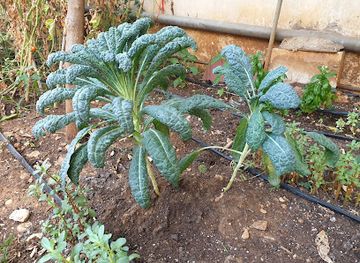 lebanon/jounieh/attraction/zouzou-s-garden