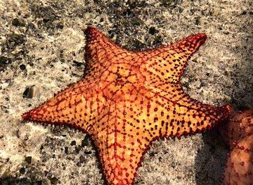 panama/panama-city/attraction/punta-culebra-nature-center