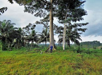 ghana/ahanta/attraction/ankasa-game-reserve-nini-suhien-national-park