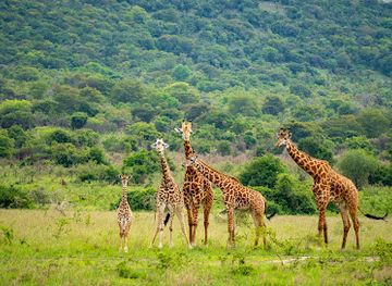 burundi/nyungwe-forest-national-park/attraction/akagera-national-park-rwanda