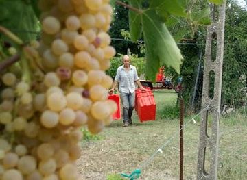 italy/montepulciano/attraction/podere-acquaccina-di-celentano-luigi