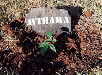 madagascar/antsiranana/attraction/baobab-aythama