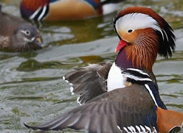 hungary/central-transdanubia/attraction/zamolyi-madarpark