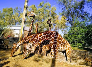 israel/ramat-gan/attraction/safari