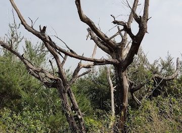 india/puri/attraction/tala-bania-picnic-spot