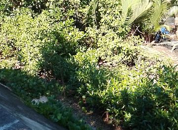 philippines/davao/attraction/wraless-cemetery